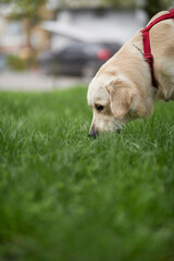 Golden Retriever sniffs green grass. Golden Retriever sniffing. Golden retriever sniffs green grass on a walk. Golden Retriever sniffs the grass. well-groomed beautiful golden retriever of light color