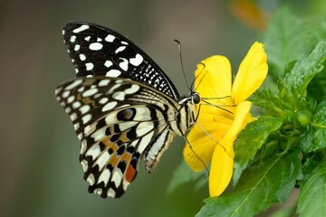 butterfly on a yellow flower