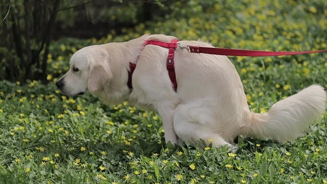 golden retriever pooping. Dog golden retriever poop, golden retriever pooping in the park, garden, poop on the grass. A light golden retriever on a leash poops on the grass. dog pooping on a leash
