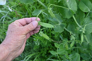 Peas cultivation and harvesting work in the vegetable garden.