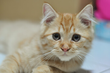 cute pure breed persian cat