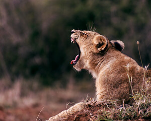 Roaring lion