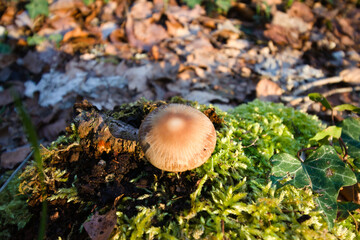 photo in the forest of a mushroom on a tree stump covered with green moss