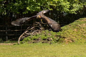 Golden eagle