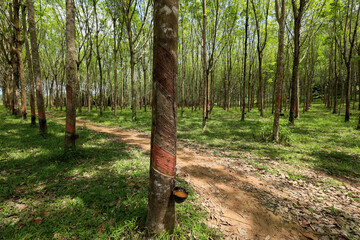 Liquid from the rubber tree is flowing into the cup