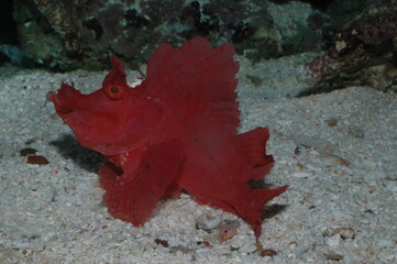 Red Ocellated frogfish warty or ( antennaruis pictus ) underwater in bottom of sea