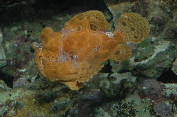 Orange Ocellated frogfish warty or ( antennaruis pictus ) underwater in bottom of sea