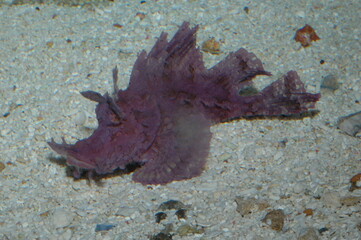 Purple Ocellated frogfish warty or ( antennaruis pictus ) underwater in bottom of sea