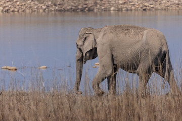Obraz premium Asiatic elephant (Elephas maximus) drinking water from ram ganga river at Corbett Tiger Reserve.