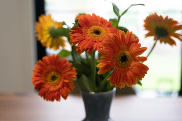 Gerbera Flowers