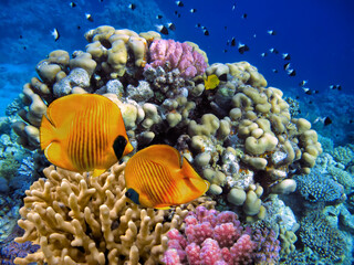 Hard coral, Red Sea, Sharm El Sheikh. Egypt