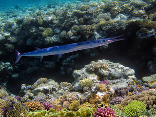 Hard coral, Red Sea, Sharm El Sheikh. Egypt