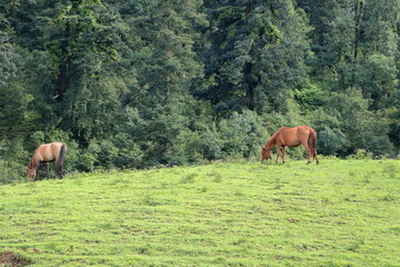 Beautiful view of alpine meadows at Uttarkashi ,India, Asia, rekking tours are planned in a large number during summers when weather remains pleasant and the sky is clear.