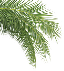 palm branch, coconut leaf, tropical plant