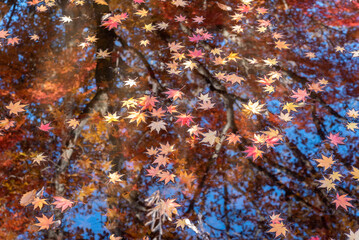 Fototapeta na wymiar 大沼湖畔の紅葉