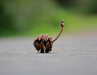 春に落ちるメタセコイアの実のクローズアップ