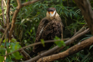 Crested caracara