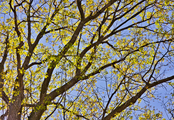 Giant Oak Tree with Yellow Leaves.