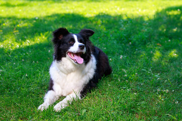 Dog breed Border Collie