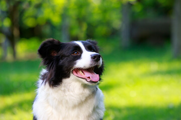 Dog breed Border Collie