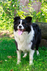 Dog breed Border Collie