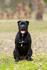 dog breed cane corso