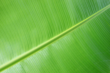 Banana leaf close up. Abstract nature background with green banana leaf texture