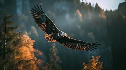Fototapeta na wymiar eagle in the sky