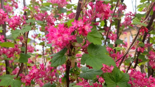 Pink Flowering Currant.  Ribes sanguineum "Pulborough Scarlet" in blooming