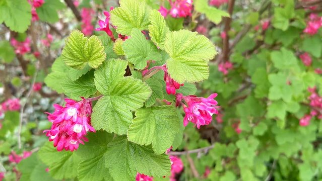 Pink Flowering Currant. Close up of the ribes sanguineium flowering