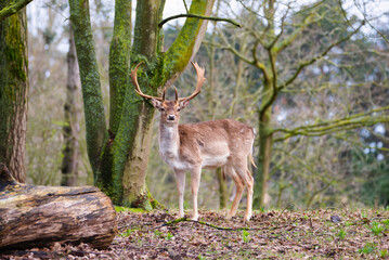 Red deer stag with antlers in spring, forest of Amsterdamse Waterleidingduinen in the Netherlands, wildlife in the woodland
