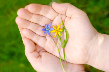 Flowers in the hands of the colours of the flag of Ukraine. Yellow and blue flowers