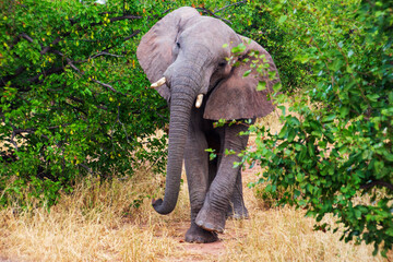 Young Bull Elephant, Tuli Block, Botswana