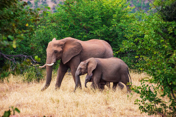 Fototapeta na wymiar Elephant and 2 babies, Tuli Block, Botswana