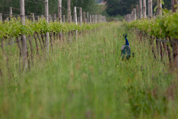 Peacock in Vineyards