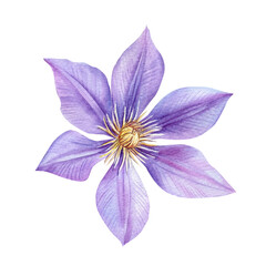 Watercolor clematis, violet flower on a white background. Botanical illustration hand drawing, purple climates