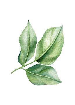 green leaves on an isolated white background. Watercolor illustrations. Climates green leaf