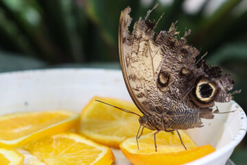 Giant Owl Butterfly with Broken Wings Eating for Its Nutrition Necessity From Lemon-Oranges
