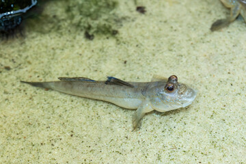 Barred mudskipper