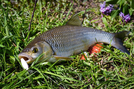 Chub fish in a green grass