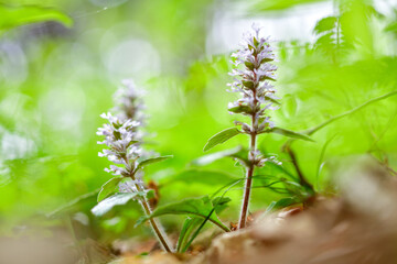 林の中に咲く十二単