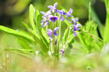 草地に咲くスミレ