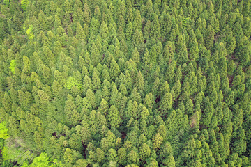 上空から見た針葉樹林帯