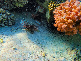 Naklejka na ściany i meble Lionfish near Jaz Lamaya, Coraya bay, Marsa Alam, Egypt, red sea