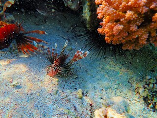 Lionfish near Jaz Lamaya, Coraya bay, Marsa Alam, Egypt, red sea