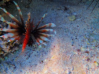 Lionfish near Jaz Lamaya, Coraya bay, Marsa Alam, Egypt, red sea