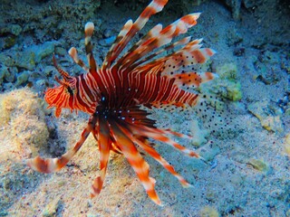 Lionfish near Jaz Lamaya, Coraya bay, Marsa Alam, Egypt, red sea
