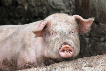 The face of a pig. Bosnia and Herzegovina, 2016/08/17.