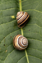 Garden snails eat a green leaf.