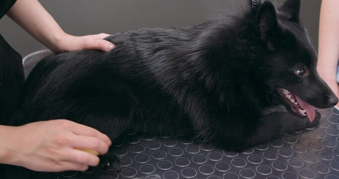Pet Shower, schipperke or big black dog breed lie down on a table and combing by brush Medicine, pet, animals, health care small business